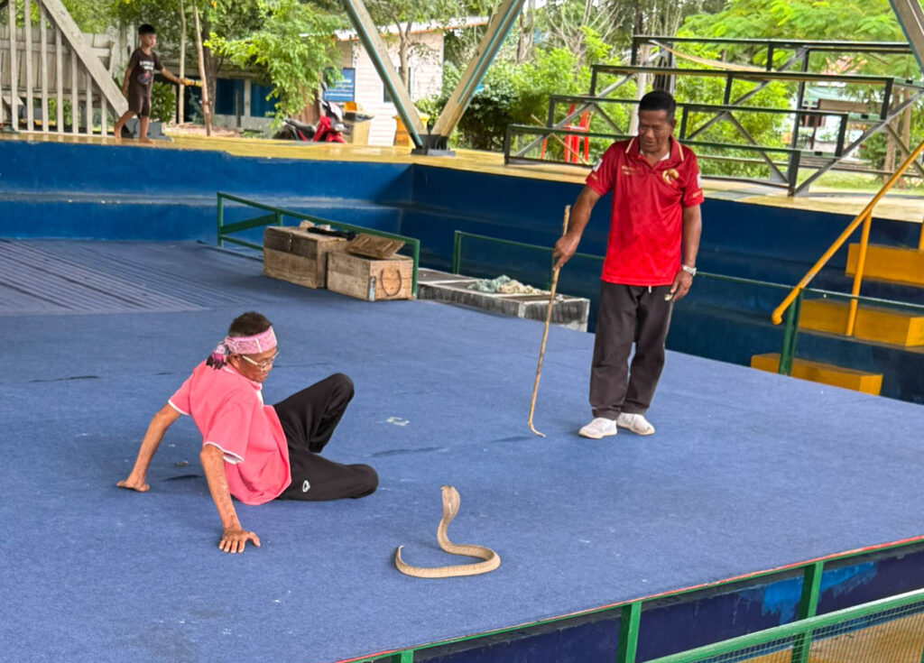 Working up close with a spitting cobra.