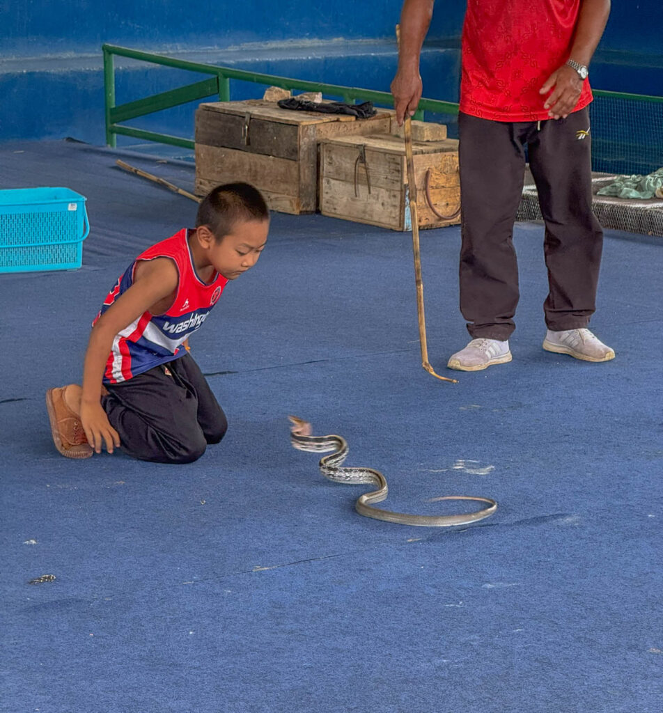 A non-venomous snake getting ready to strike again.
