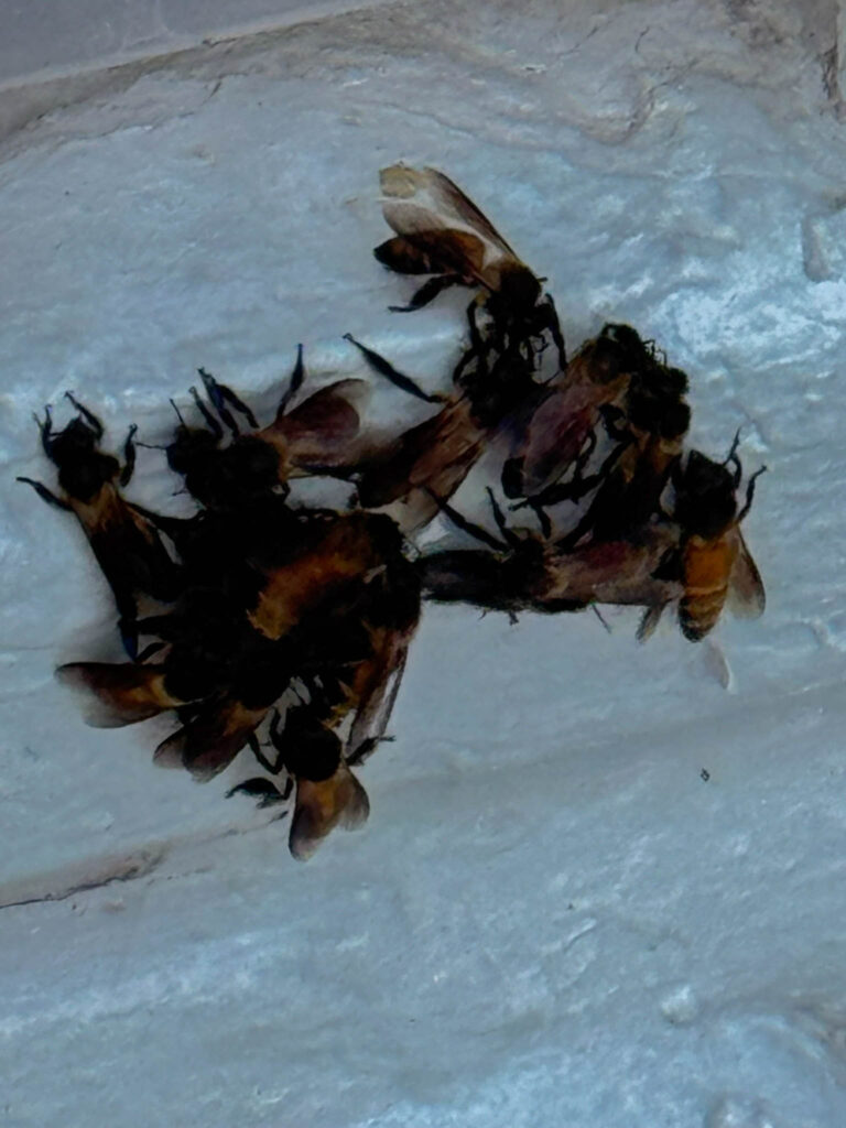 A cluster of Giant Honey Bees (Apis dorsata) on the shrine. Not something I expected to see on a sunrise walk.