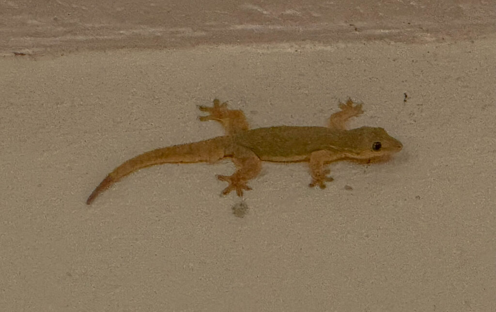 A flat-tailed house gecko joined us for dinner. It seemed far more interested in the insects than in my Pad Prik Gaeng.