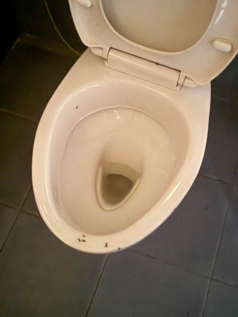 The only notable wildlife encounter inside our jungalow. The Nicobar carpenter ants briefly claimed the toilet before deciding it wasn't worth defending and moving on. They chose wisely.
