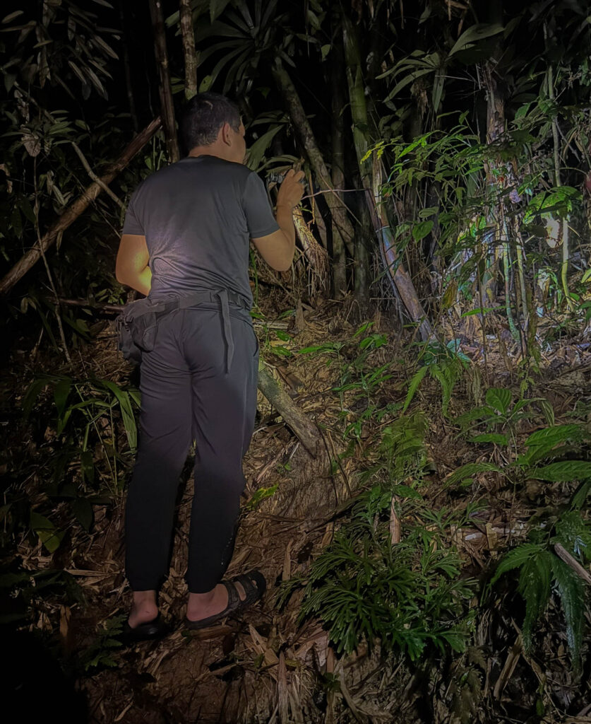 When our guide spotted a large reticulated python, he climbed off the trail and into the vegetation without a second thought. Apparently, sandals are acceptable footwear for chasing giant pythons through the rainforest.