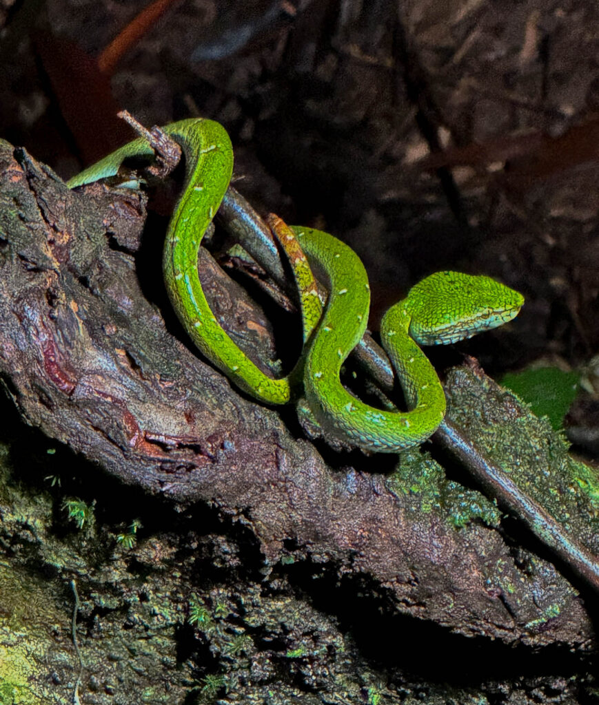 The Wagler's pit viper that landed almost exactly where I'd been standing about ten seconds earlier. I'm still happy with my decision to move.