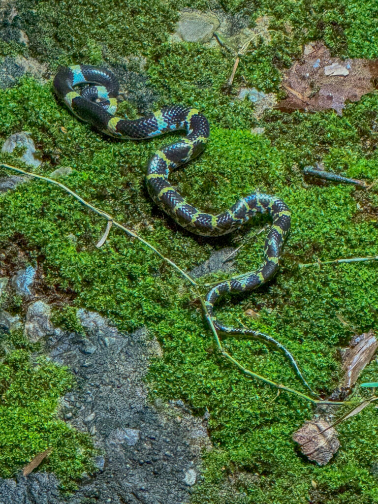 The nonvenomous Laotian wolf snake (Lycodon laoensis). Its black-and-yellow bands mimic Thailand's highly venomous kraits, a bluff that has probably saved more than a few wolf snakes and raised the heart rate of more than a few hikers.
