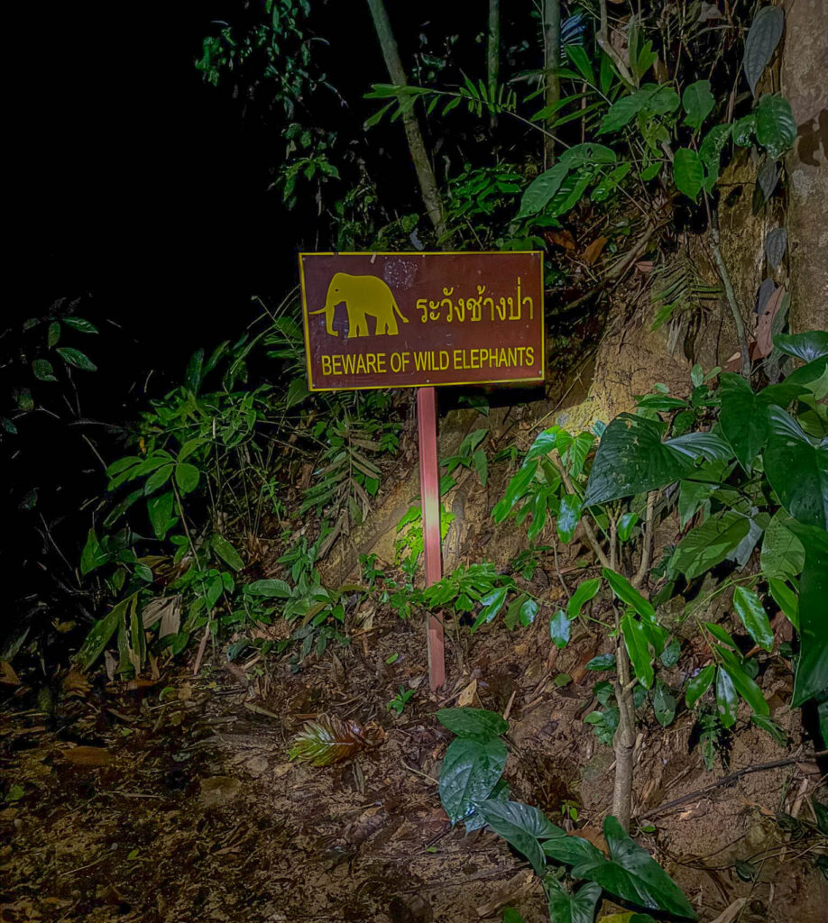 Not exactly what I was expecting to encounter while looking for snakes after dark.
