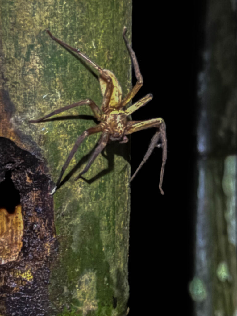 Exhibit A: A large huntsman spider next to the trail.