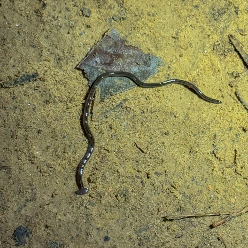The Javan hammerhead worm. Its hammer-shaped head helps it track down prey, which is bad news if you're an earthworm.
