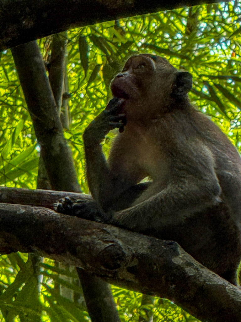 This long-tailed macaque looked like it was contemplating the meaning of life. More likely, it was wondering whether anyone had snacks.