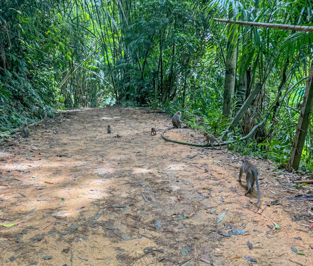 Long-tailed macaques were a common sight around Khao Sok during the day. A few hours earlier, we were walking these same trails with flashlights looking for the wildlife that preferred the night shift.