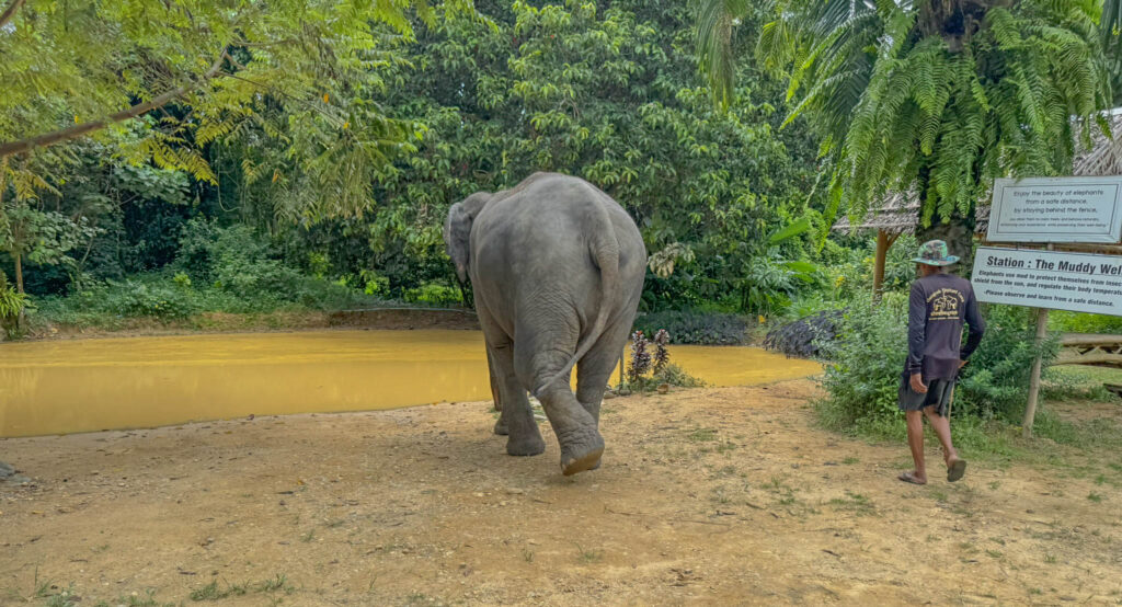 Wan-Dee wasted no time heading for the mud bath.