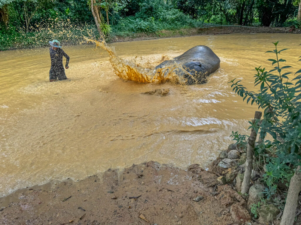 Standing next to a playful elephant has its consequences.