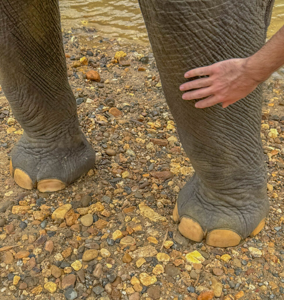No pedicure required.