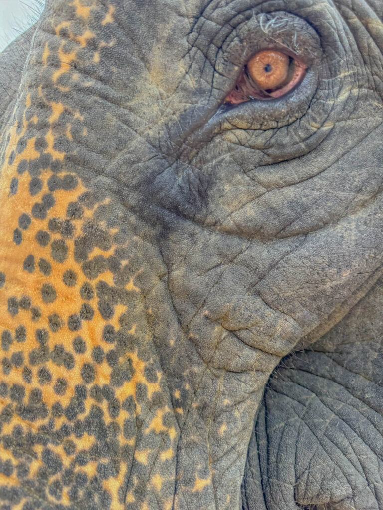 Eye to eye with Wan-Dee.