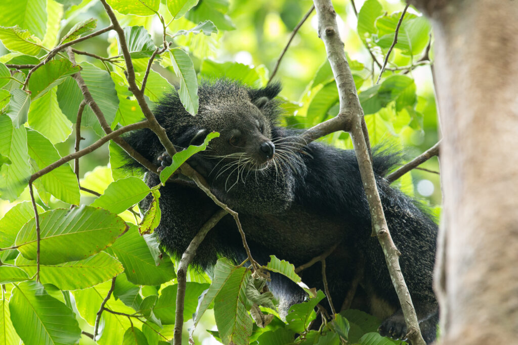 Binturong (Arctictis binturong). Photo: Yay Images / Adobe Stock.