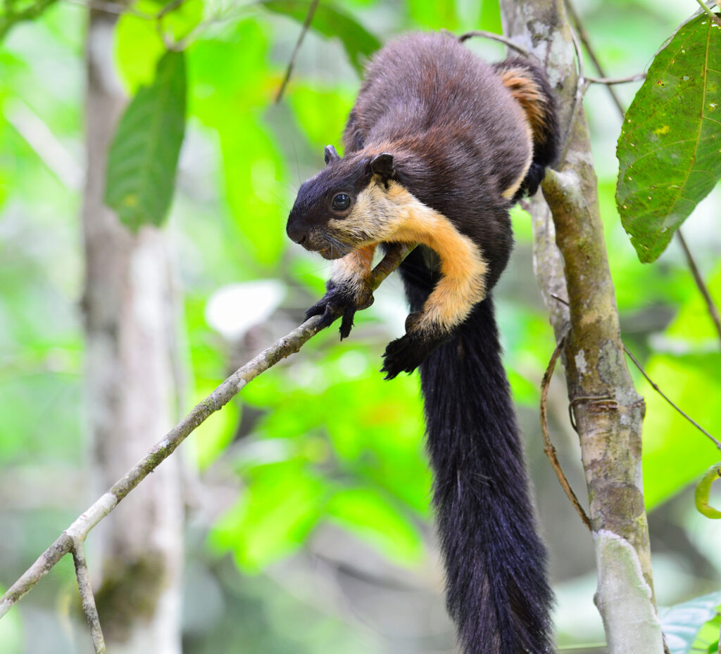 Black giant squirrel (Ratufa bicolor). Photo: prin79 / Adobe Stock.