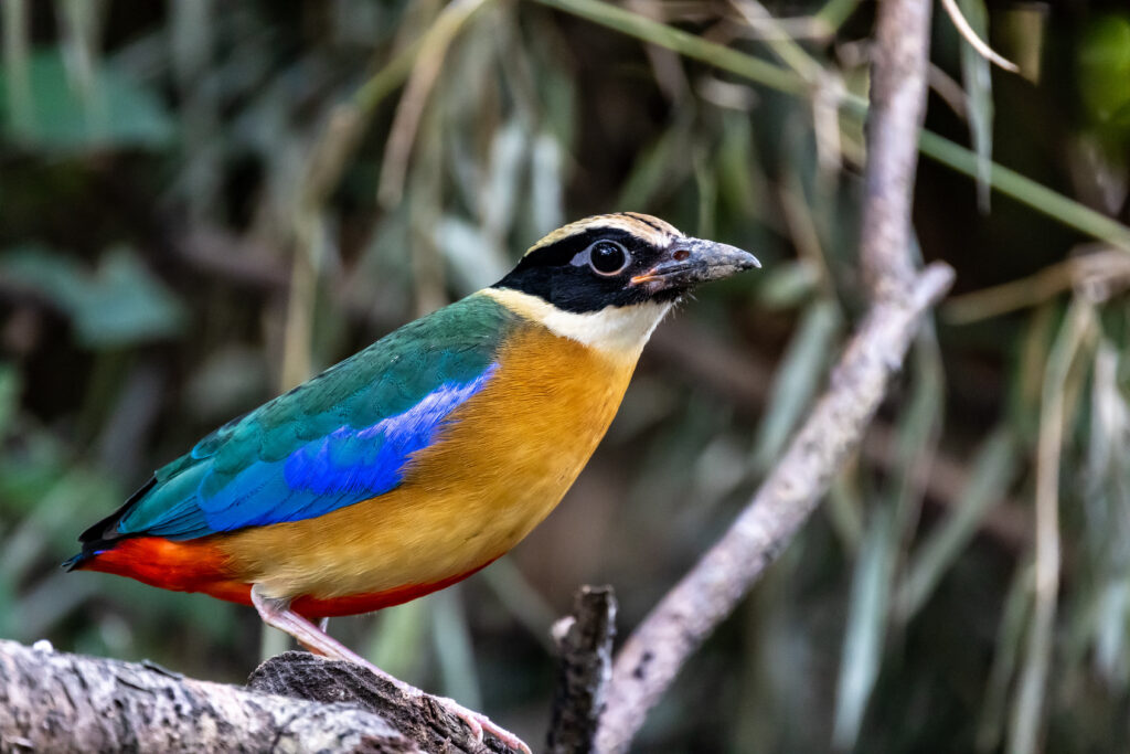 Blue-winged pitta (Pitta moluccensis). Photo: Supakit / Adobe Stock.