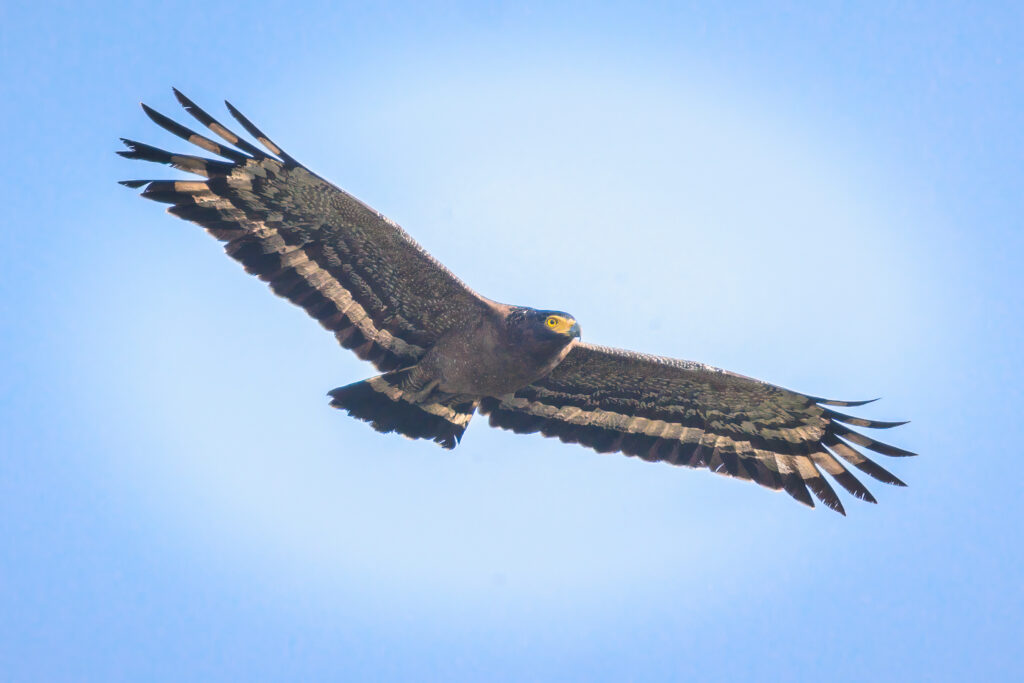 Crested serpent-eagle (Spilornis cheela). Photo: Huang / Adobe Stock.
