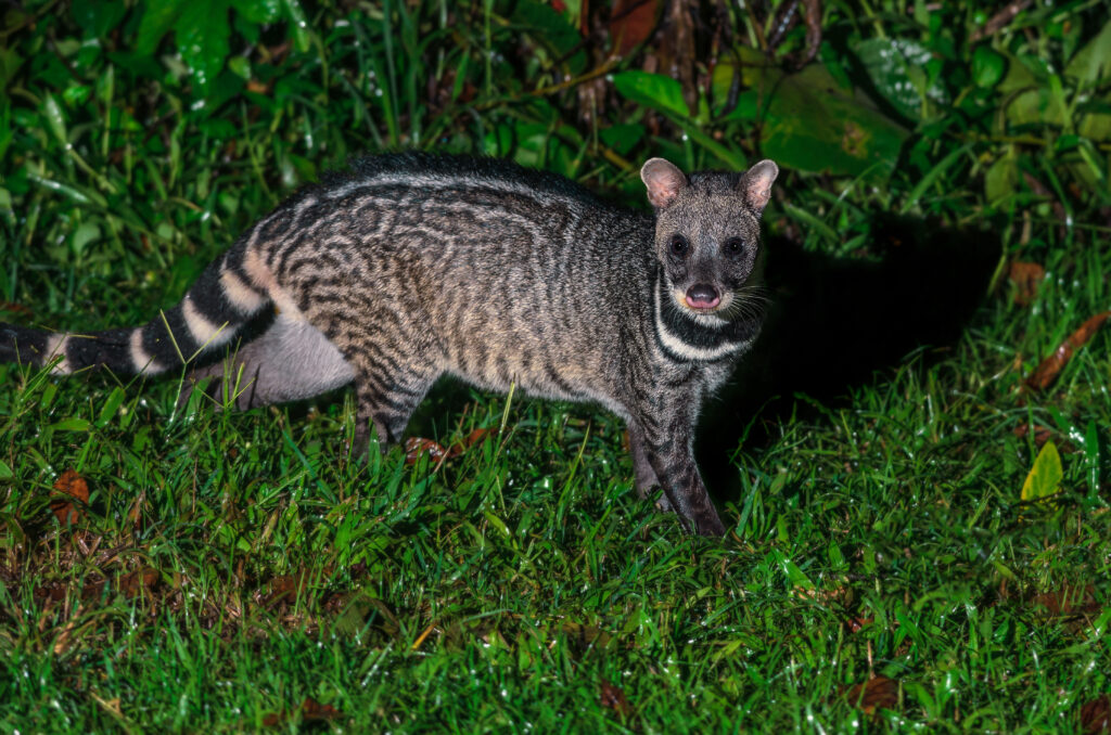 Large Indian civet (Viverra zibetha). Photo: Narupon / Adobe Stock.