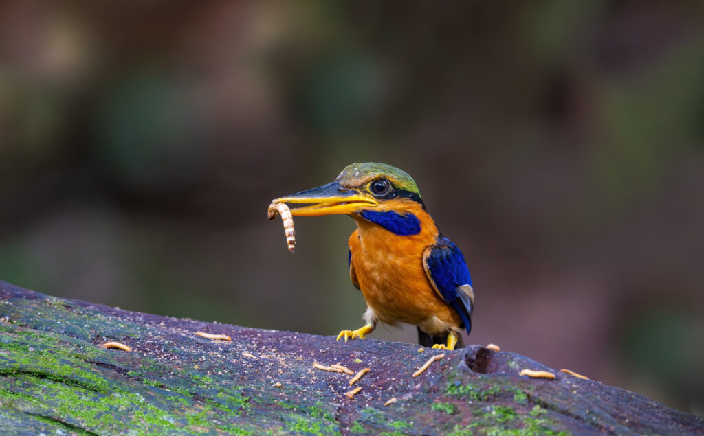 Rufous-collared kingfisher (Actenoides concretus). Photo: mylasa / Adobe Stock.