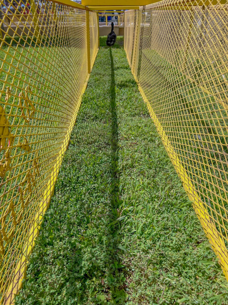My duck took off too quickly for a good photo, then slowed to a leisurely stroll toward the finish line, well behind the winner.