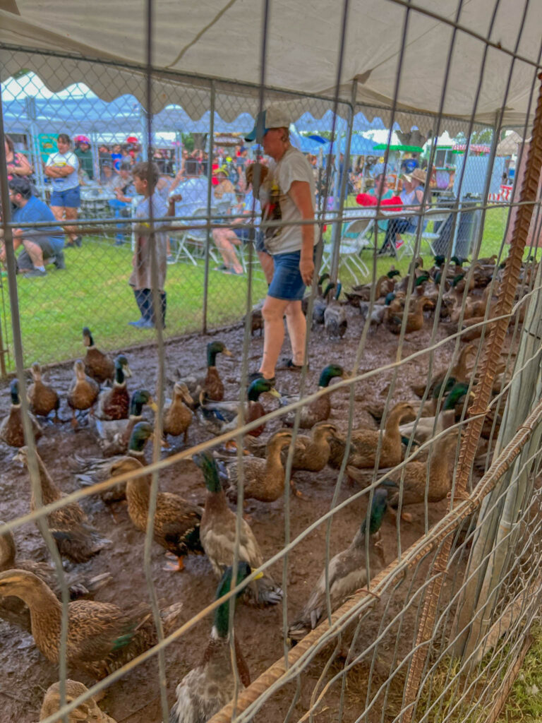 Between races, the ducks waited in a large pen where the ground had become a muddy mixture of water and duck droppings. I felt a little bad for the ducks, and the volunteers handling them had a messy job.
