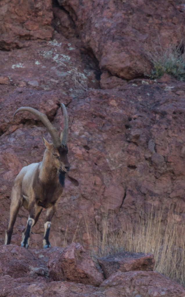 Persian ibex (Capra aegagrus) in the Florida Mountains near Deming. Photo: New Mexico Department of Game and Fish.
